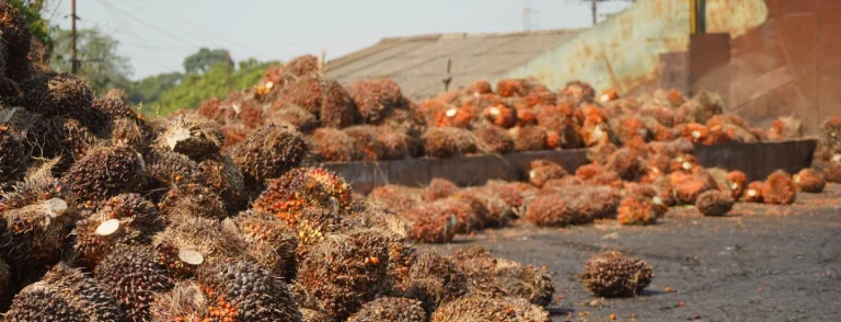 La producción de aceite de palma alcanza 724.000 toneladas y crece 8,2 % en los primeros 4 meses del año