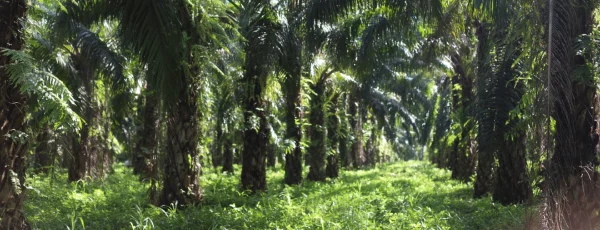 Sector palmero colombiano continuará siendo un motor de desarrollo sostenible en 2025