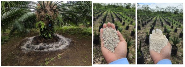 El magnesio: nutriente clave en el potencial de aceite en los racimos de fruta fresca