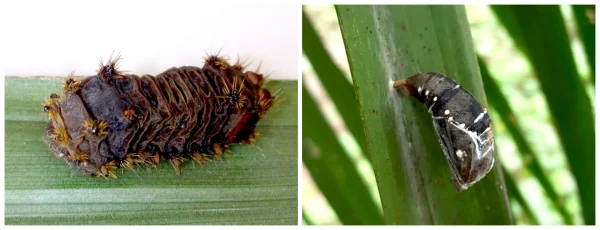 Reconocimiento de signos y síntomas de infección por microorganismos entomopatógenos en insectos plaga del cultivo de palma de aceite