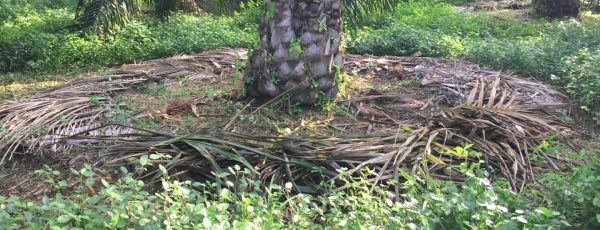 Optimización de la disposición de hojas en el plato de palma de aceite: evaluación operativa y económica