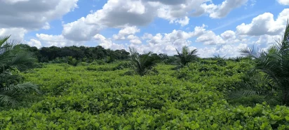 En la fotografía se observa el cultivo de palma joven Elaeis guineensis con Mucuna sp establecida como cobertura en las calles del cultivo.