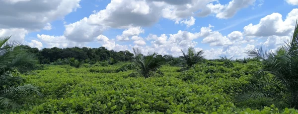 Bacterias fijadoras de nitrógeno: papel en el cultivo de la palma de aceite