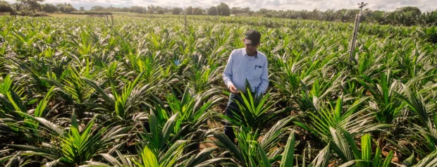 ¿Cuál es el destino de los dineros recaudados para el Fondo de Fomento Palmero?