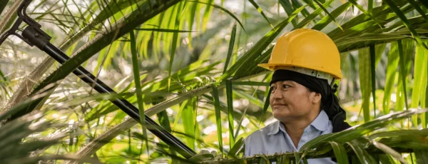 Fedepalma renueva su campaña para llevar el aceite de palma colombiano a más hogares