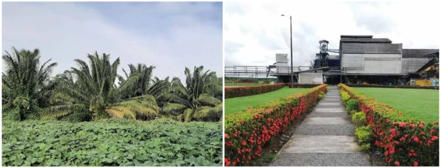 Estimación de la huella de carbono del aceite de palma colombiano