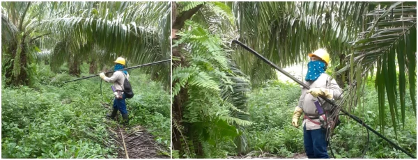 Validación de la polinización artificial con ácido α- naftalenacético en cultivares Elaeis guineensis en Palmas Montecarmelo S. A.