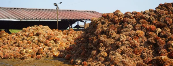 En el primer bimestre de 2025, la producción de aceite de palma creció un 4,8 % respecto al año anterior
